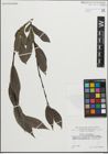 Foto von Salix pentandra L.